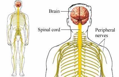 Peripheral Nerve Disorder