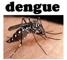 Dengue_Aedes_mosquito